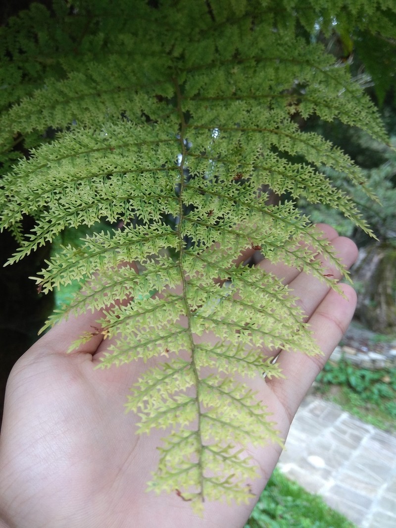 Monachosorum henryi
