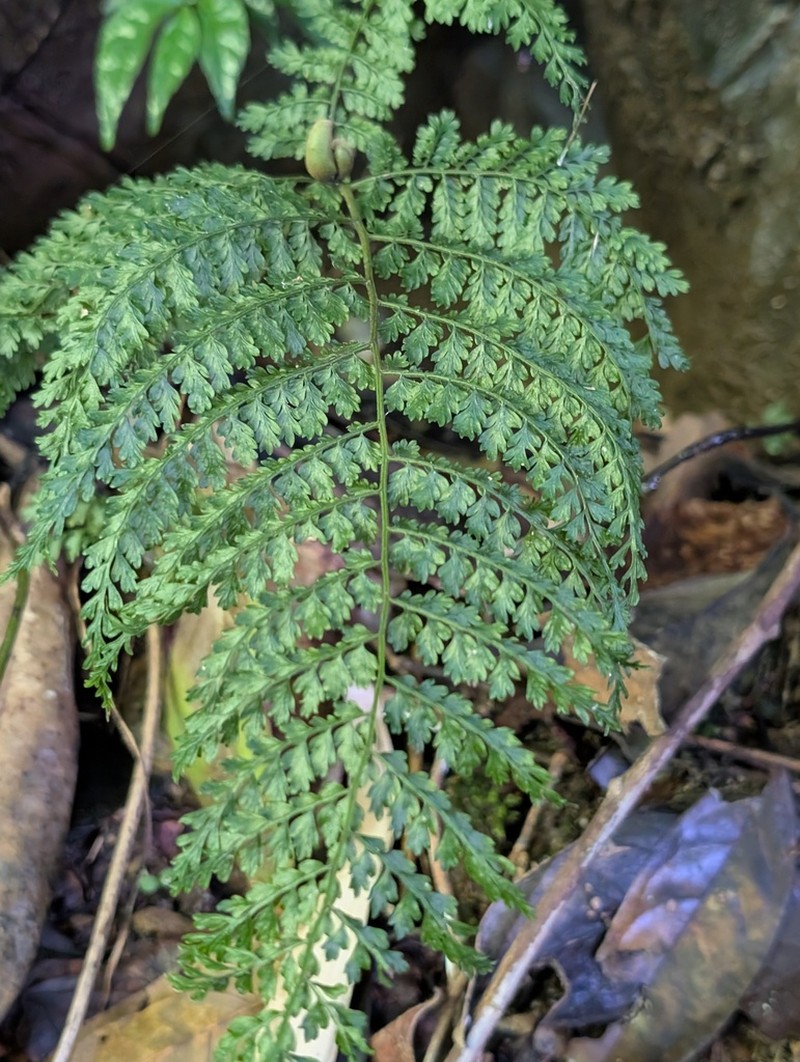 Monachosorum henryi photo 2