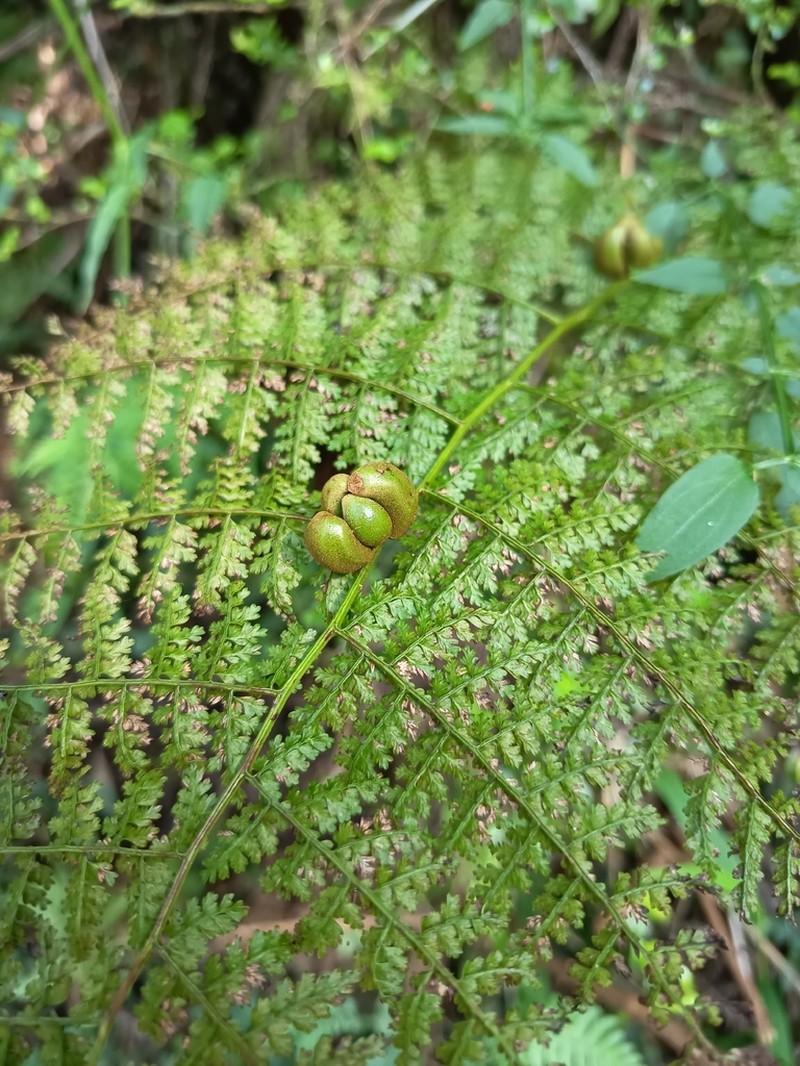 Monachosorum henryi photo 3