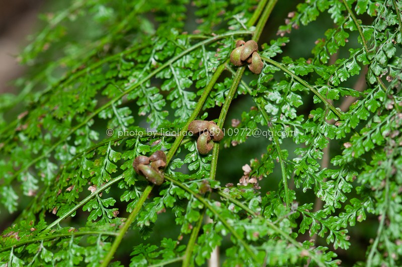 Monachosorum henryi photo 4