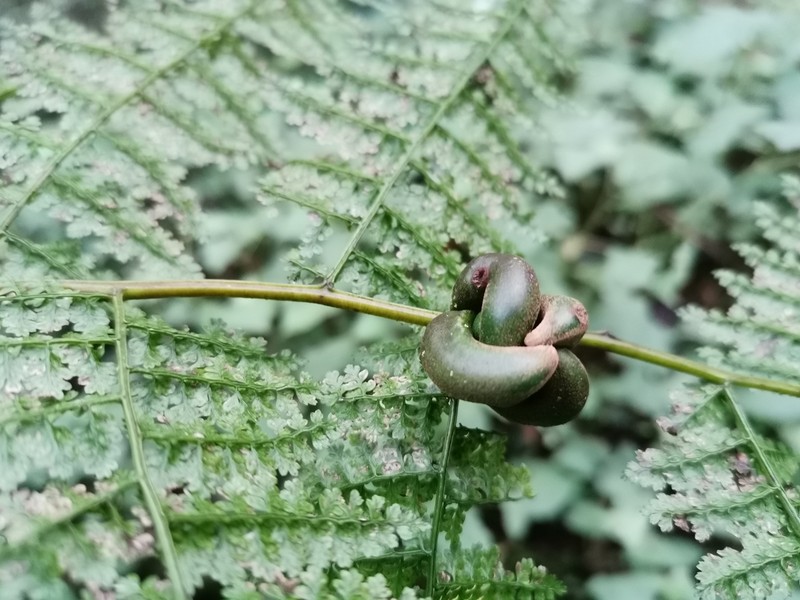 Monachosorum henryi photo 6