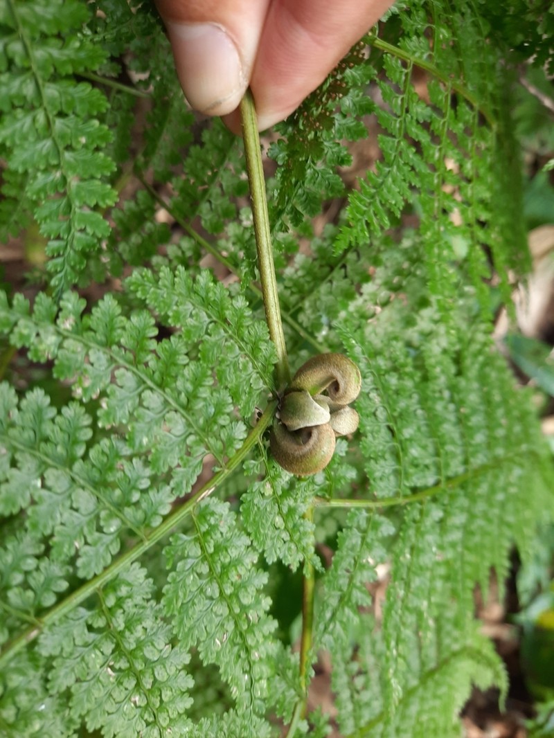 Monachosorum henryi photo 7