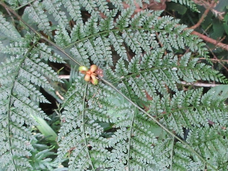 Monachosorum henryi photo 8