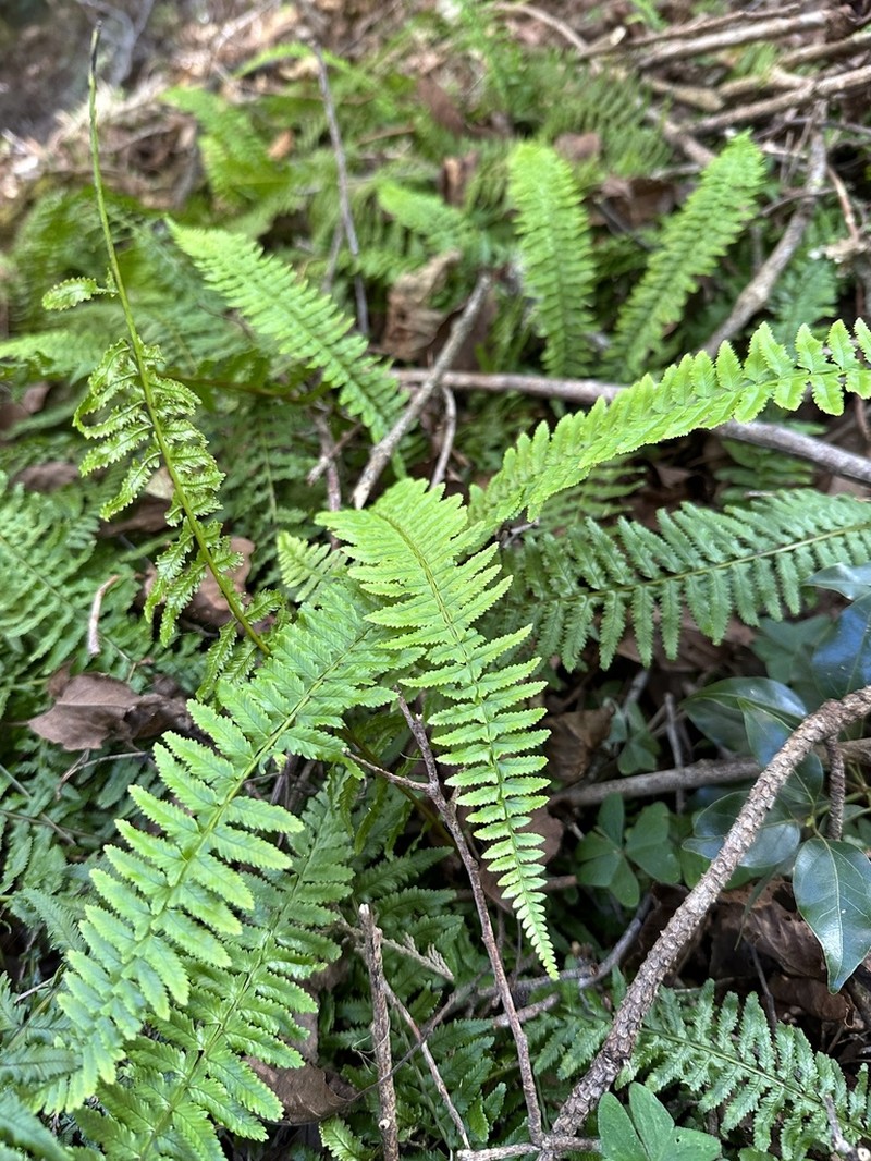 Monachosorum maximowiczii