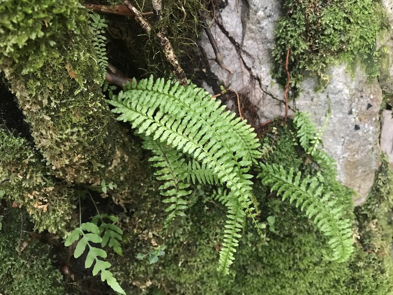 Monachosorum maximowiczii photo 2