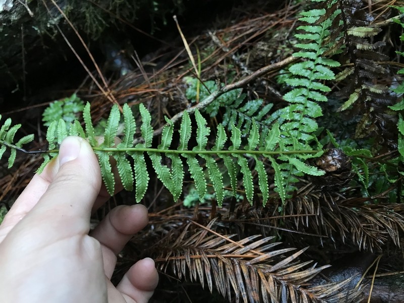 Monachosorum maximowiczii photo 3