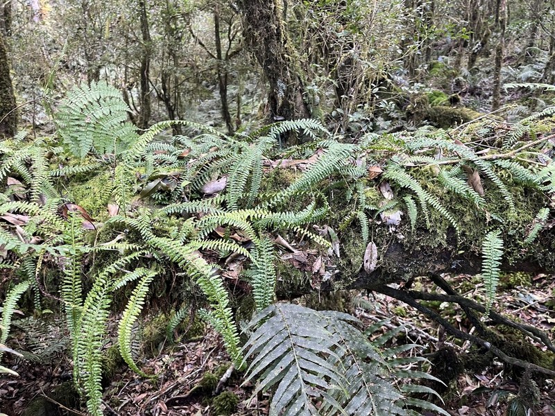Monachosorum maximowiczii photo 4