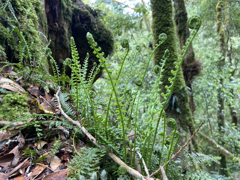 Monachosorum maximowiczii photo 5