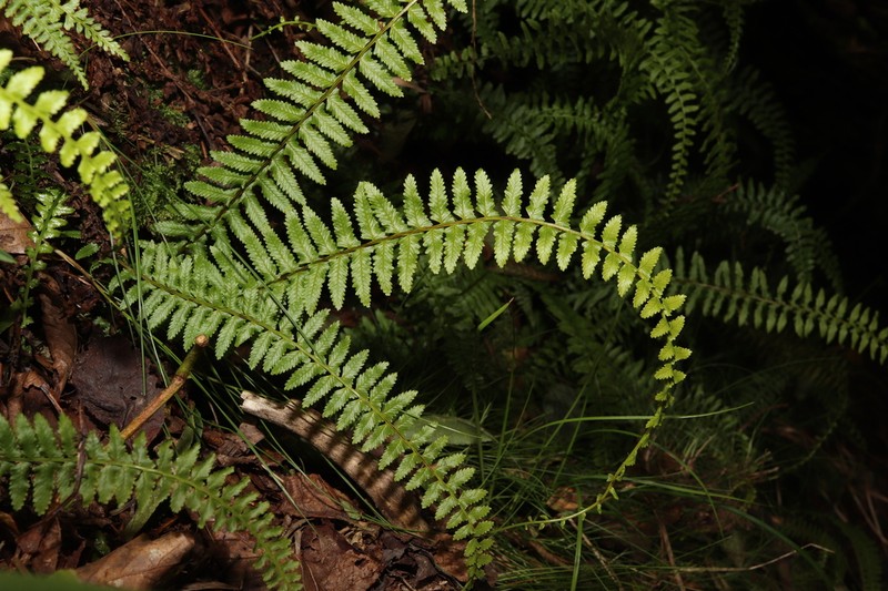 Monachosorum maximowiczii photo 6