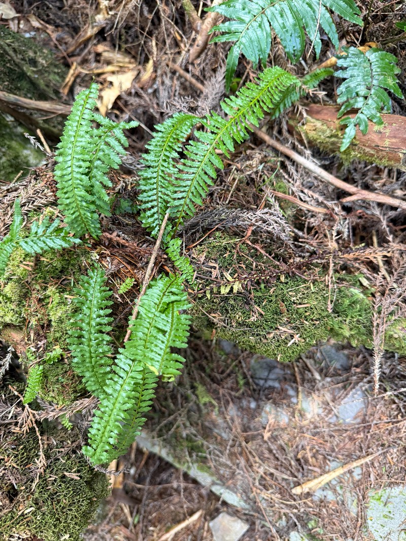 Monachosorum maximowiczii photo 7