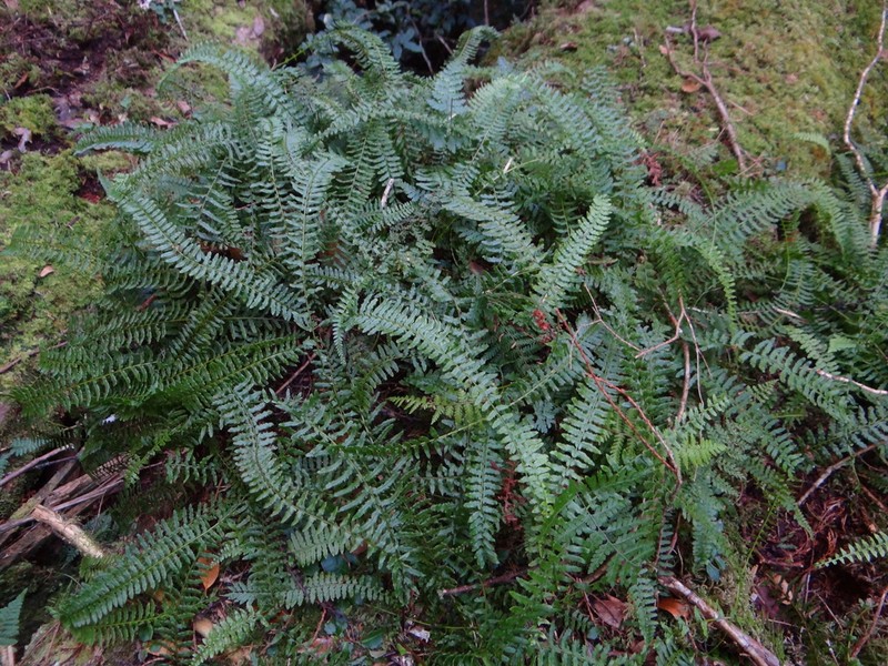 Monachosorum maximowiczii photo 8