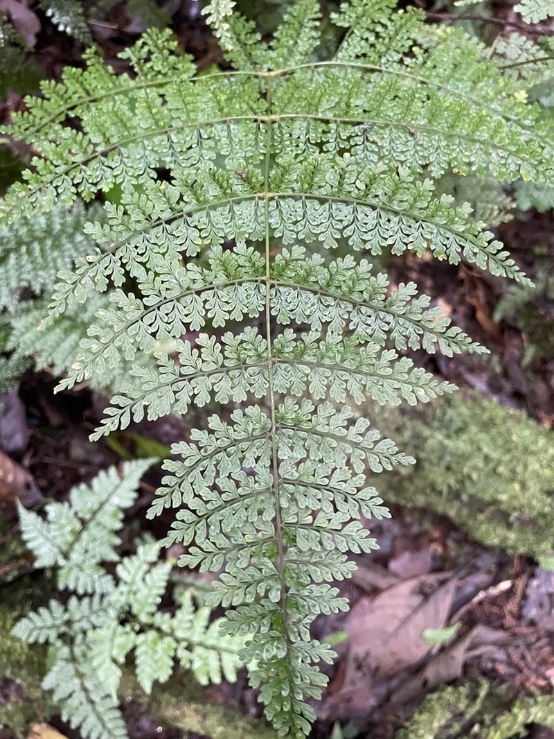 Monachosorum subdigitatum photo 2