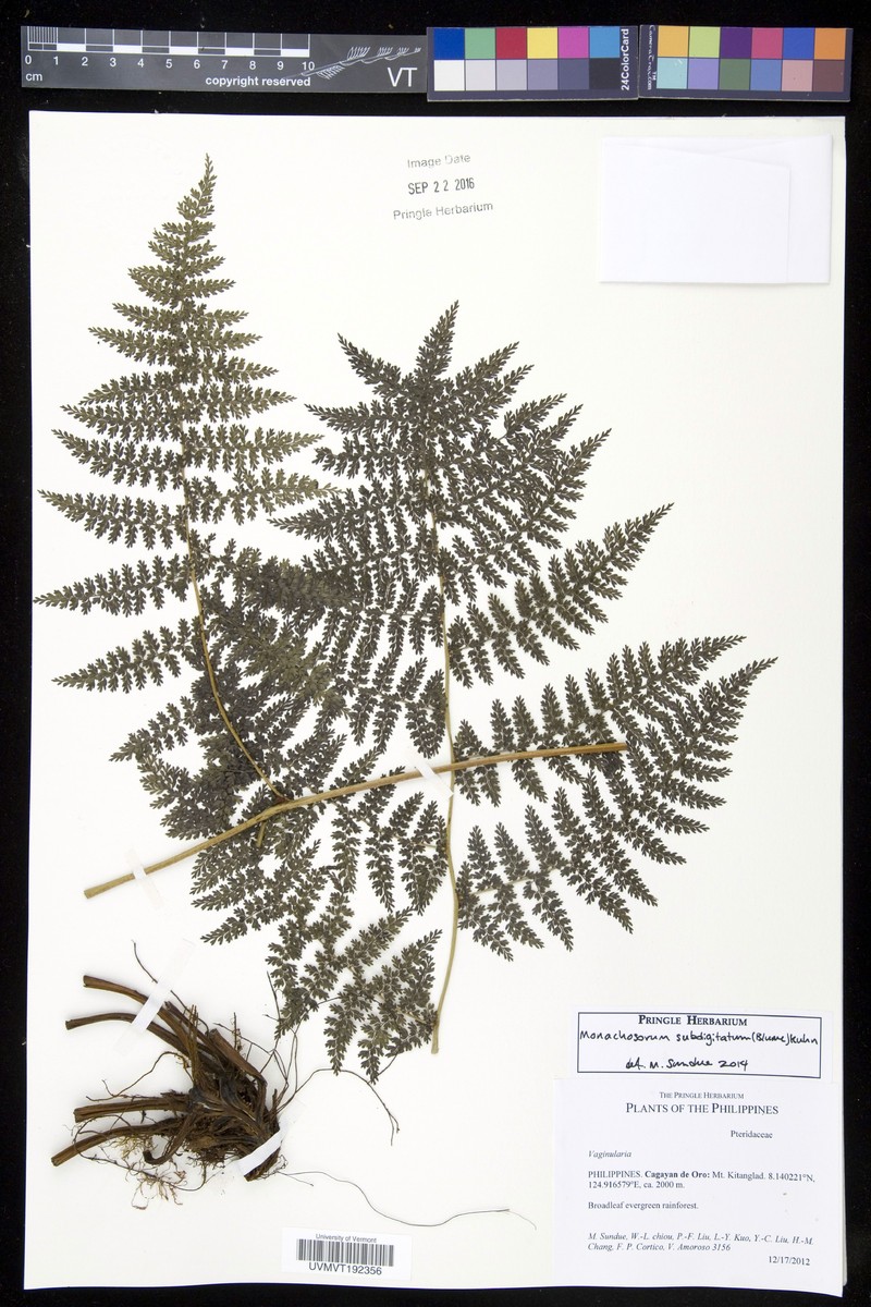 Monachosorum subdigitatum photo 5