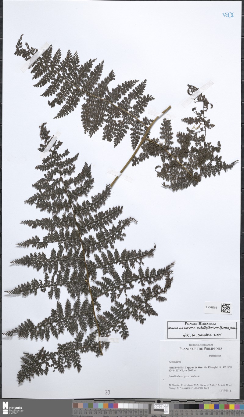 Monachosorum subdigitatum photo 6