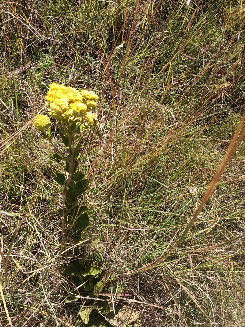 Monactinocephalus paniculatus