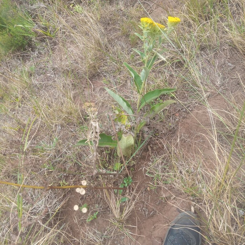 Monactinocephalus paniculatus photo 3