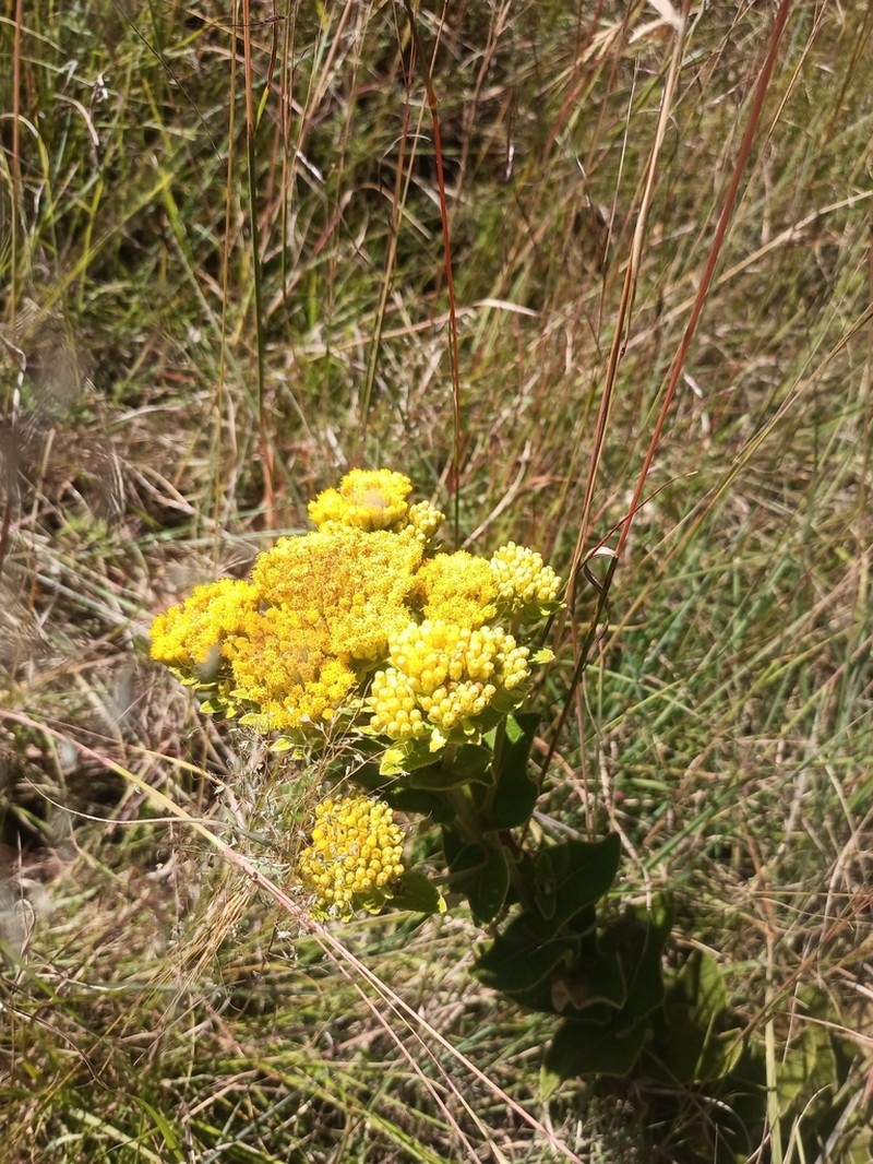 Monactinocephalus paniculatus photo 4