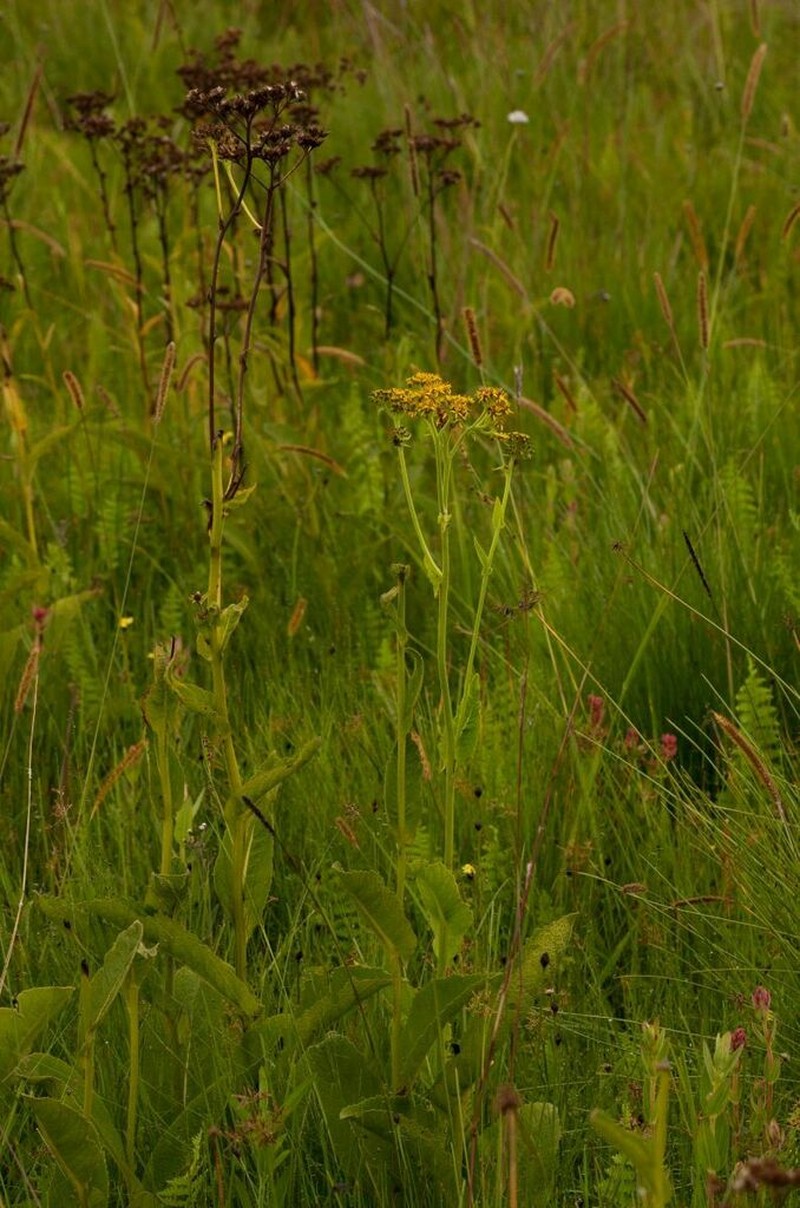 Monactinocephalus paniculatus photo 5