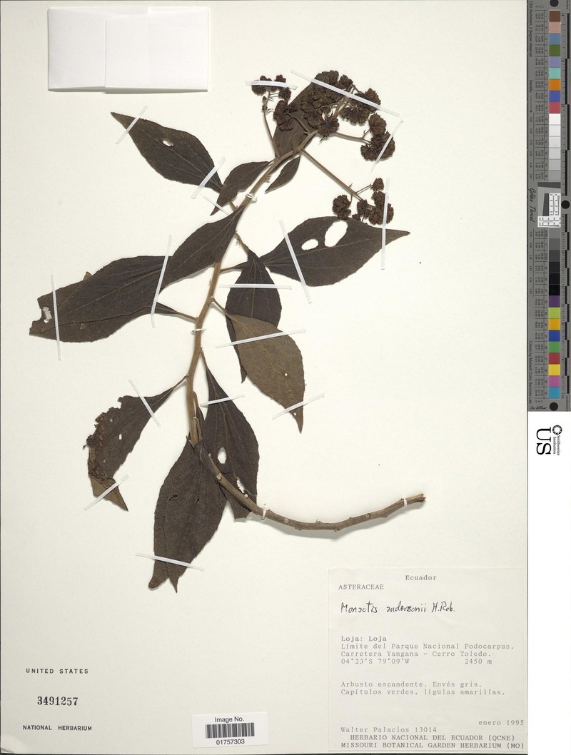Monactis anderssonii
