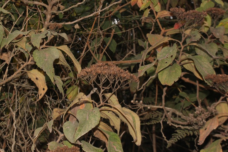 Monactis flaverioides
