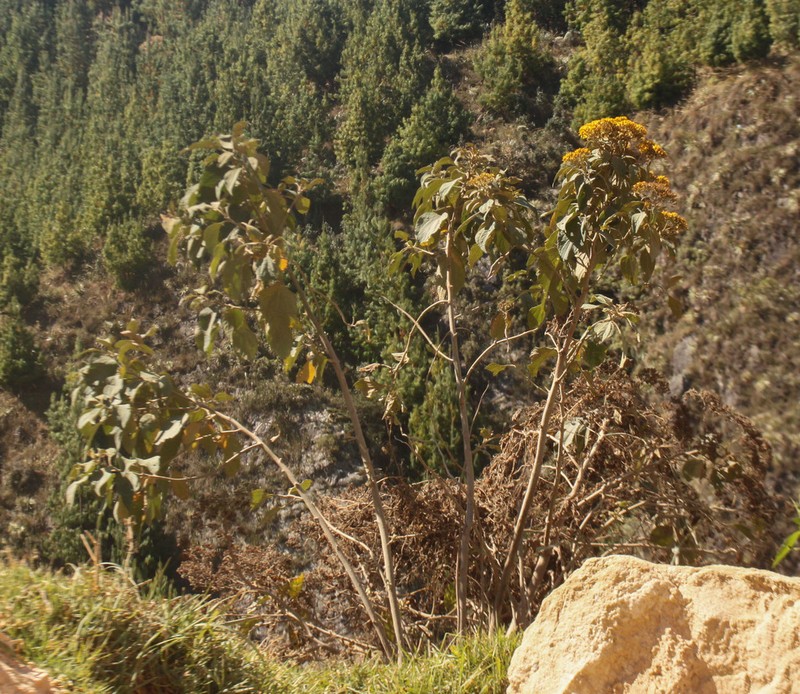 Monactis flaverioides photo 3