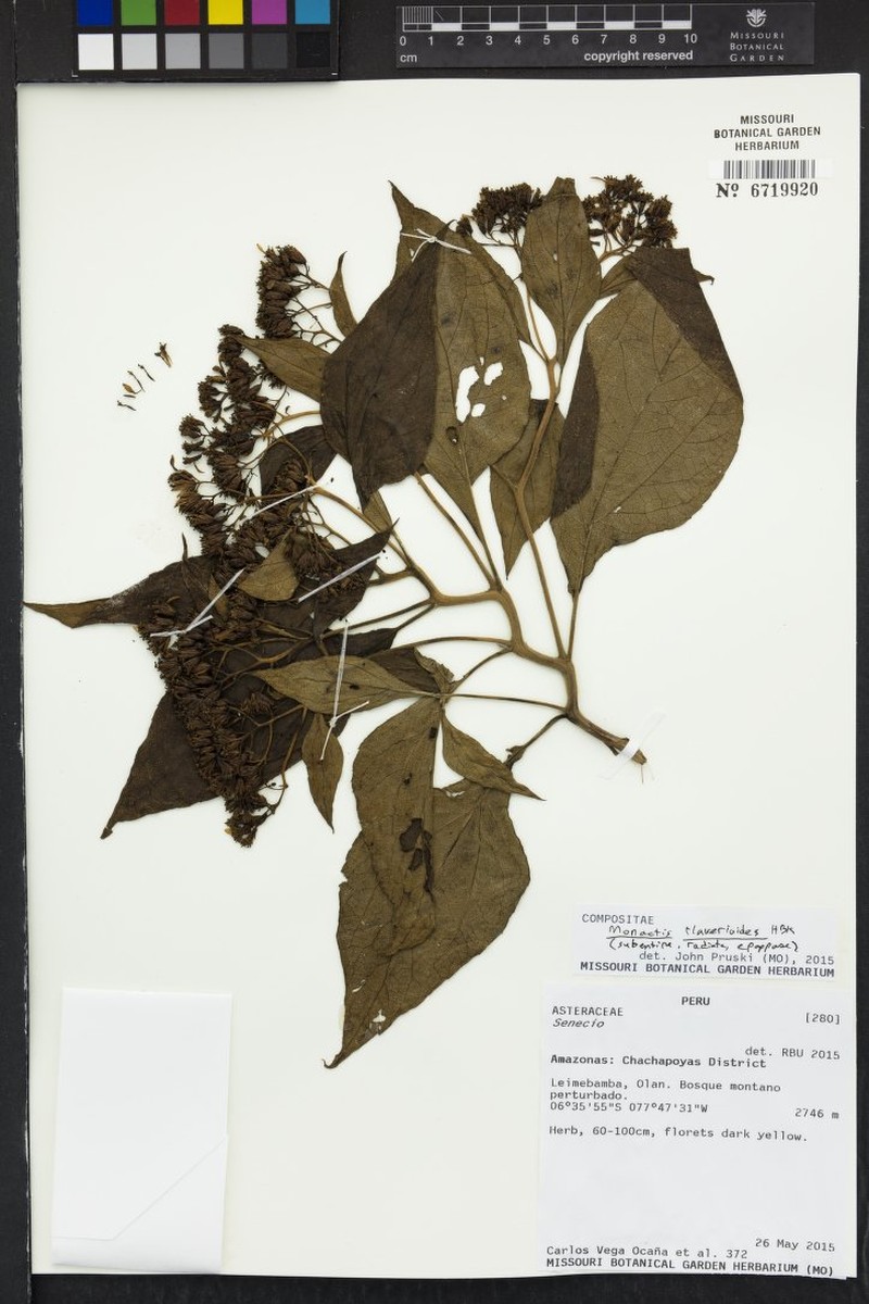 Monactis flaverioides photo 4