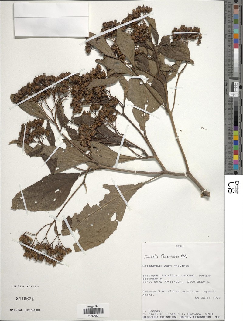 Monactis flaverioides photo 5