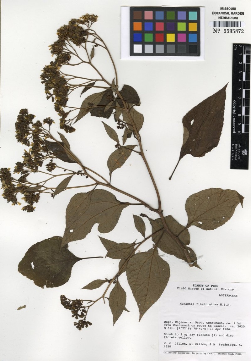 Monactis flaverioides photo 6