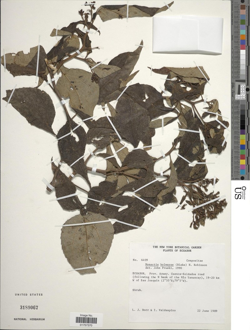 Monactis holwayae