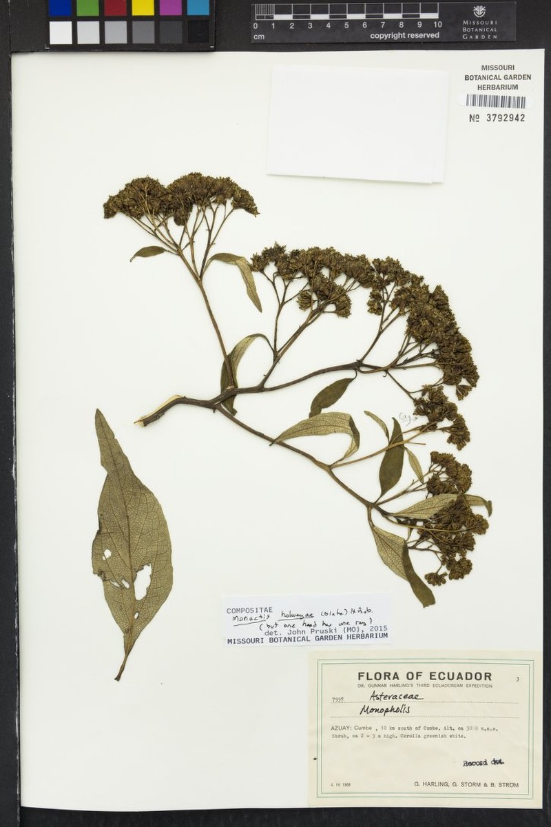 Monactis holwayae photo 2