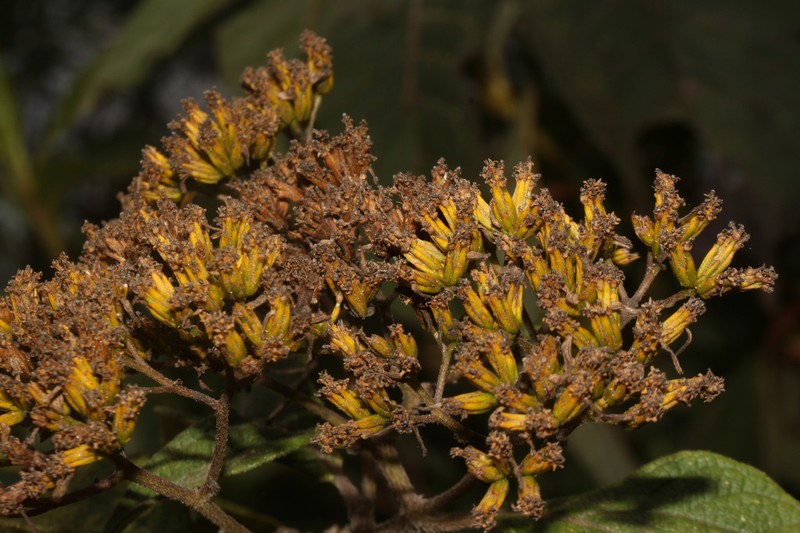 Monactis jelskii
