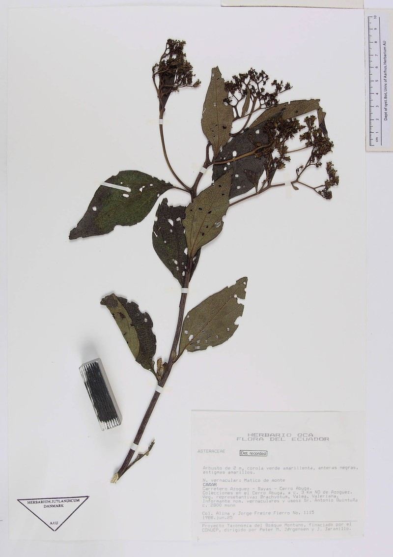Monactis kingii