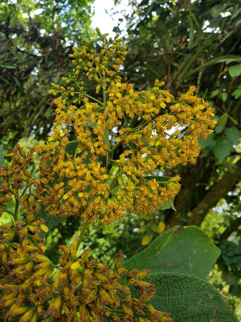 Monactis lojaensis