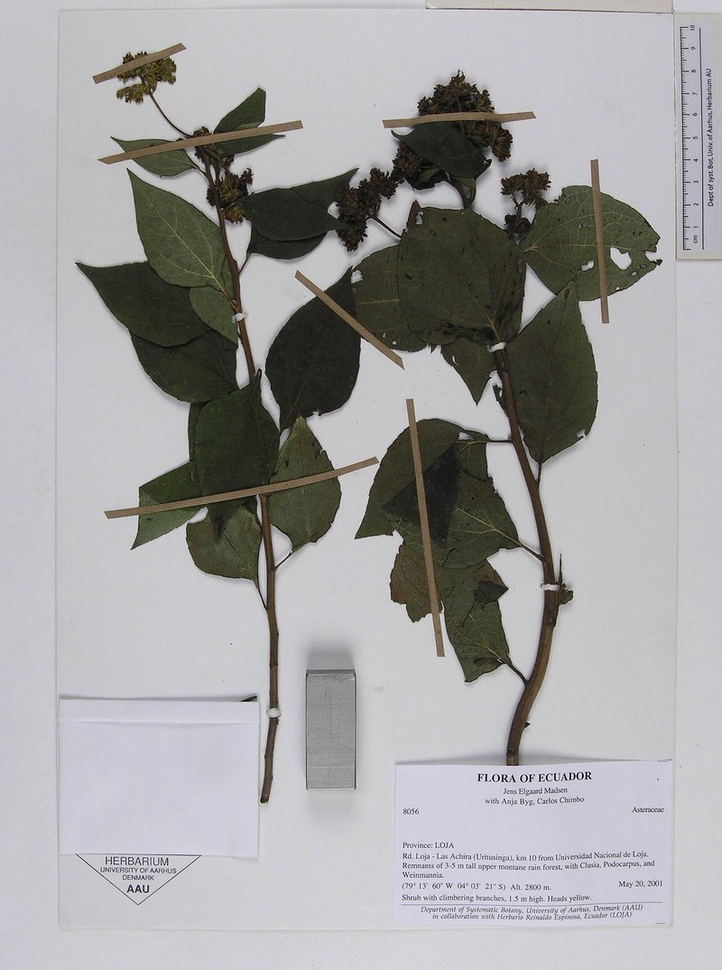 Monactis lojaensis photo 2
