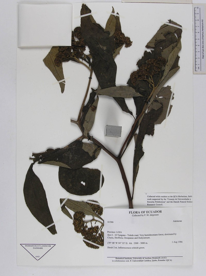Monactis lojaensis photo 3