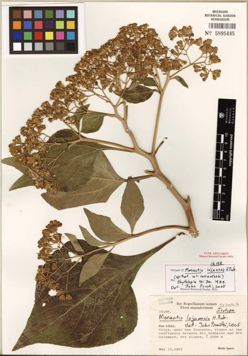 Monactis lojaensis photo 4