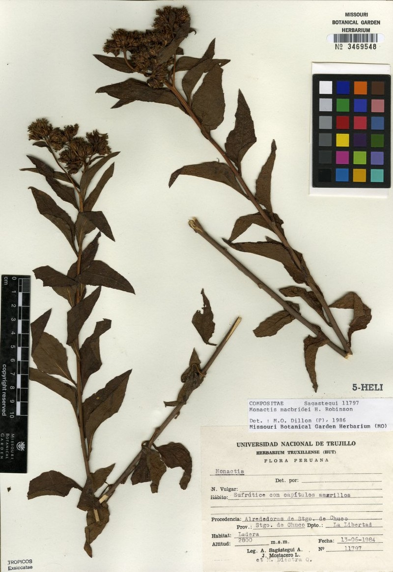 Monactis macbridei