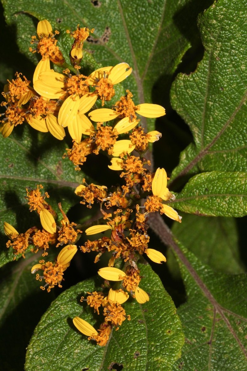 Monactis pallatangensis