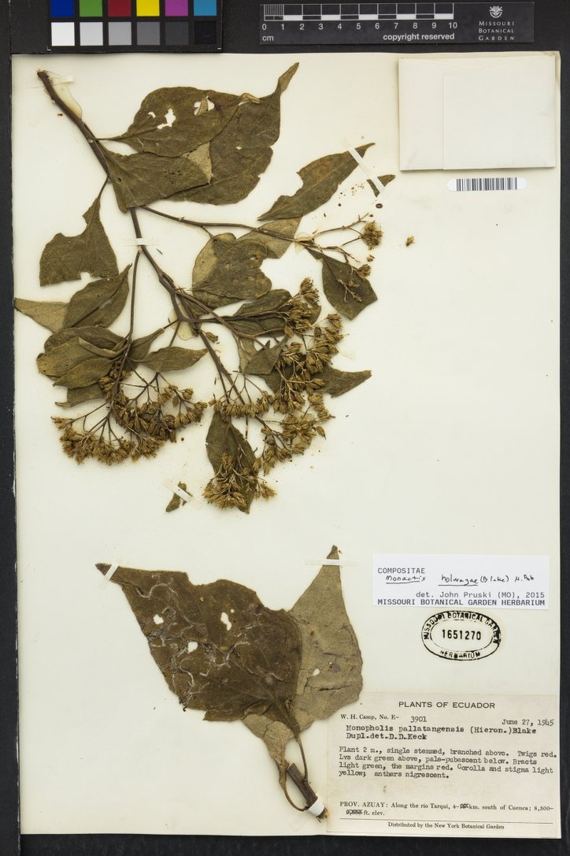 Monactis pallatangensis photo 3