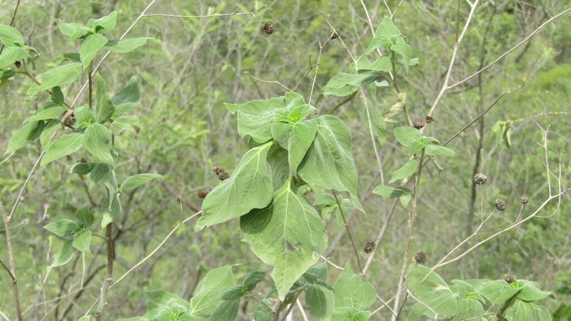 Monactis rhombifolia