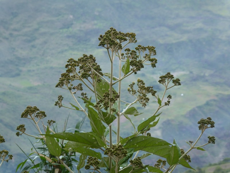 Monactis rhombifolia photo 2