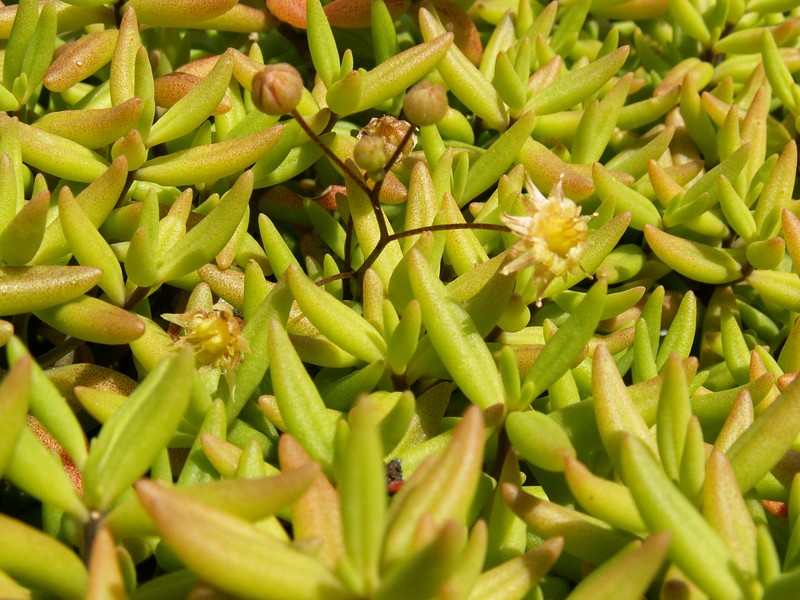 Monanthes anagensis