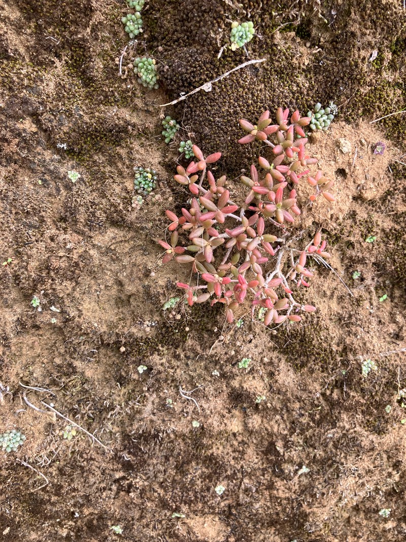 Monanthes anagensis photo 2