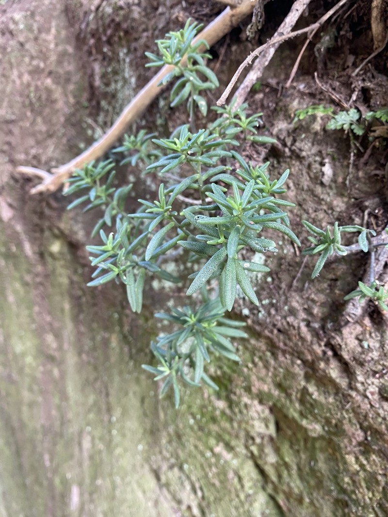 Monanthes anagensis photo 3