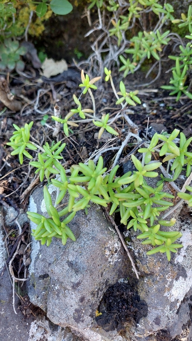 Monanthes anagensis photo 4