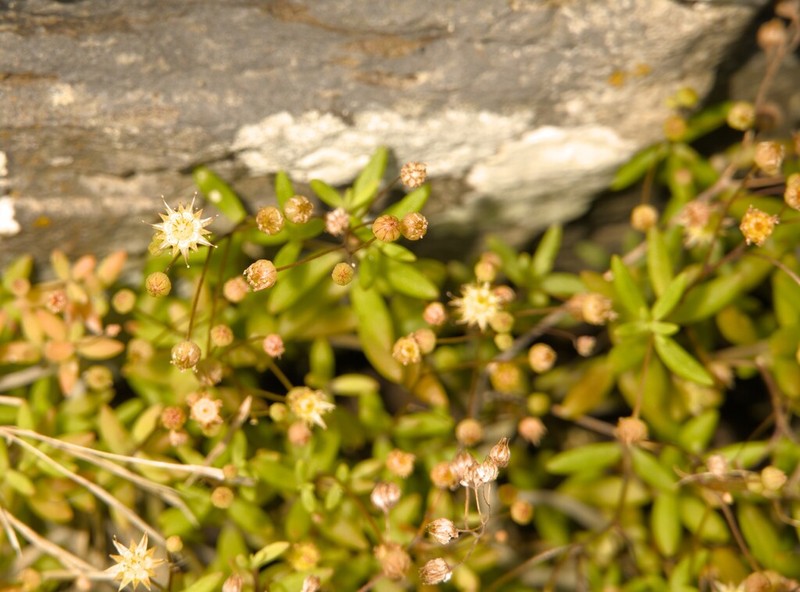 Monanthes anagensis photo 5