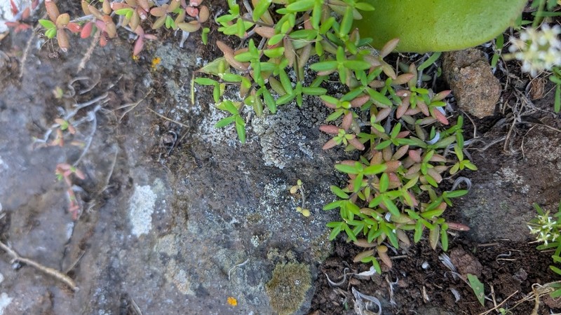 Monanthes anagensis photo 6