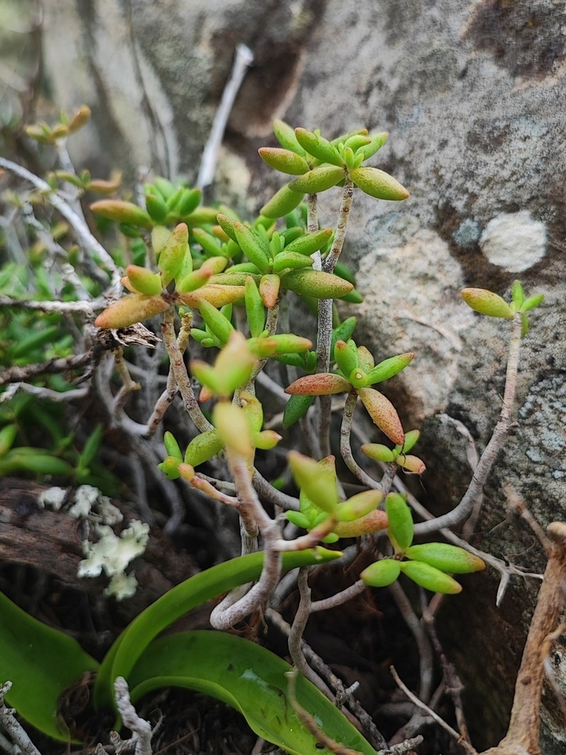 Monanthes anagensis photo 7
