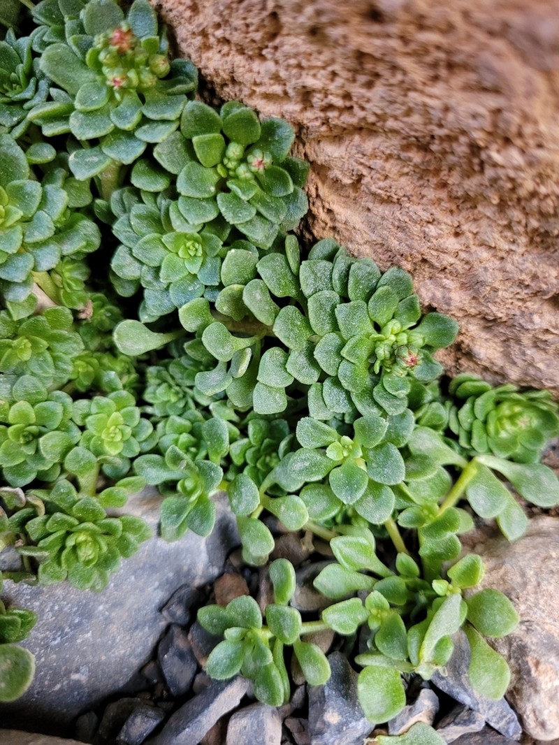 Monanthes atlantica photo 2