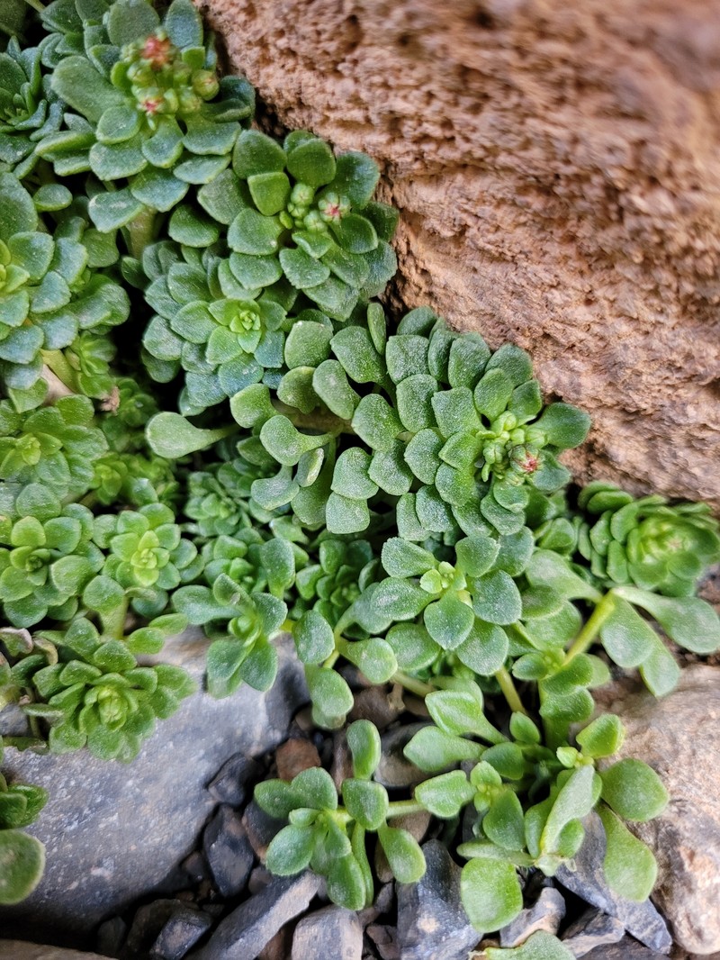 Monanthes atlantica